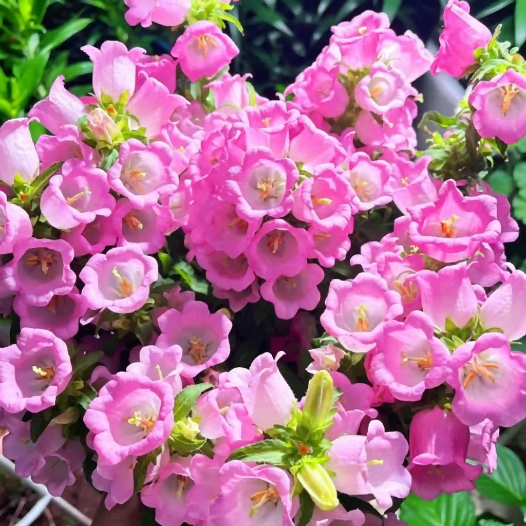 Cup & Saucer Bellflower Seeds – Grow a Real Life Fairy Garden