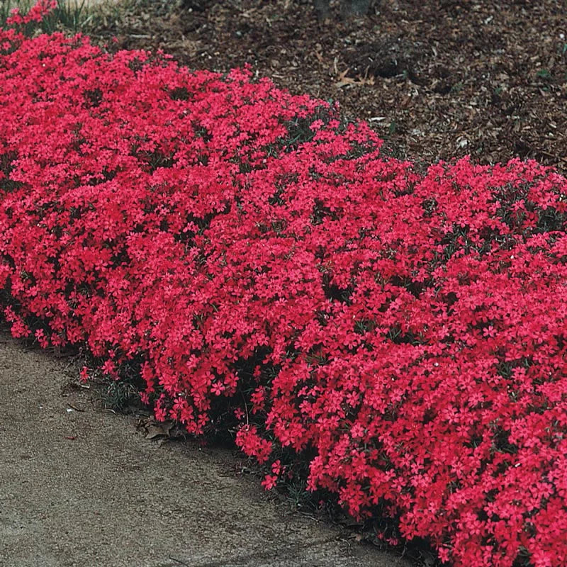 Creeping Phlox Homegrown Seeds
