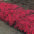 Creeping Phlox Homegrown Seeds