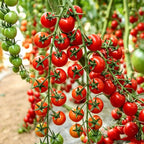 Potted Dwarf Tomato Seeds