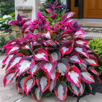 Premium Rare Hosta Seeds-Shade-Tolerant Plant