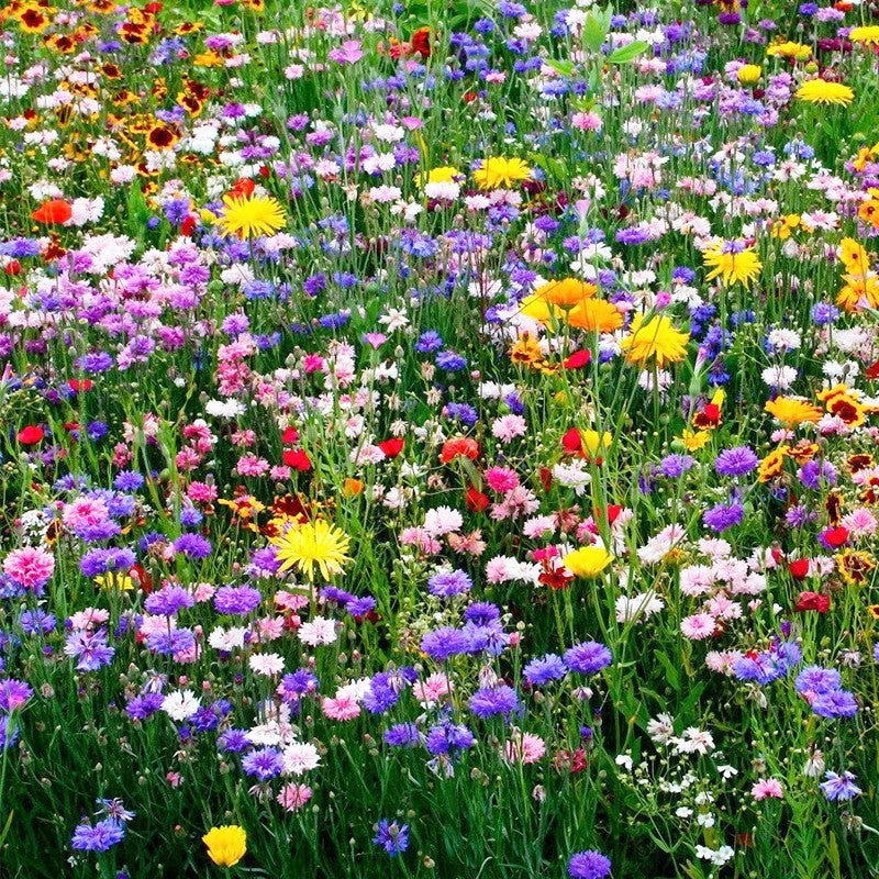 Summer Hardy Wildflower Seeds – Thrive in Heat, Flower Sea☀️