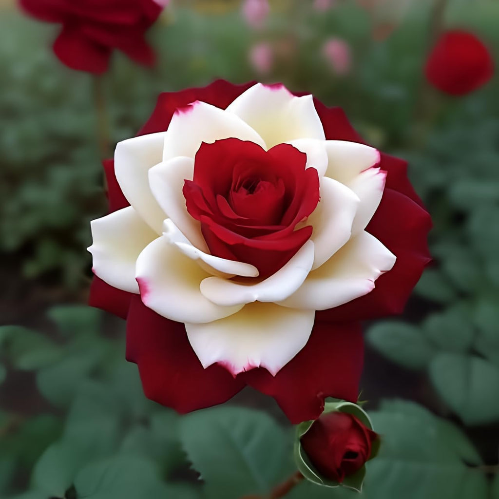 Rare Twin Red White Rose Flower Seeds for Planting - Captivating Blooms Non GMO