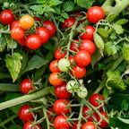 Potted Dwarf Tomato Seeds