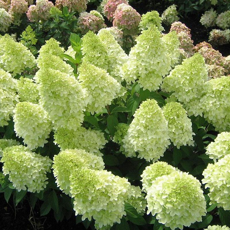 Panicle Hydrangea Flowers Seeds