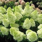 Panicle Hydrangea Flowers Seeds