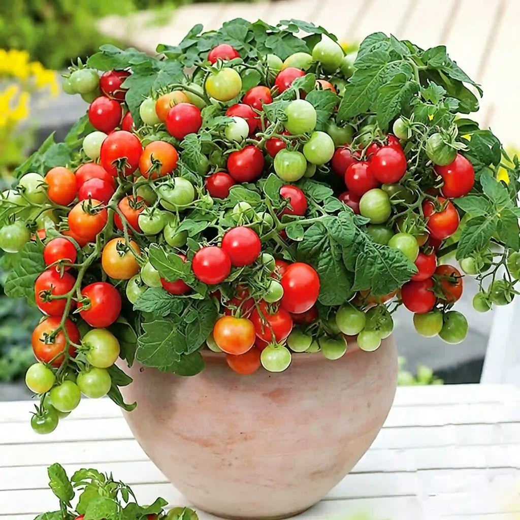 Potted Dwarf Tomato Seeds