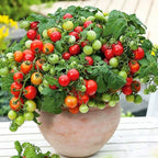 Potted Dwarf Tomato Seeds