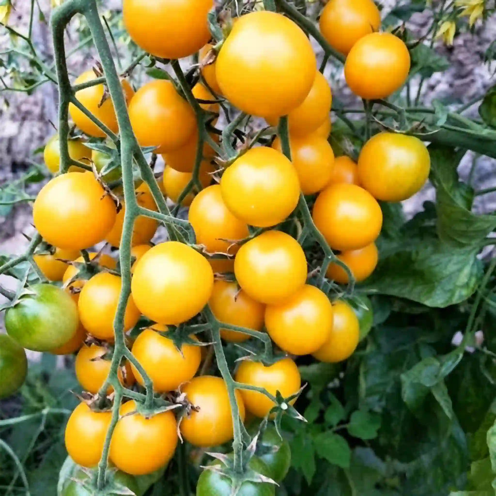 Potted Dwarf Tomato Seeds
