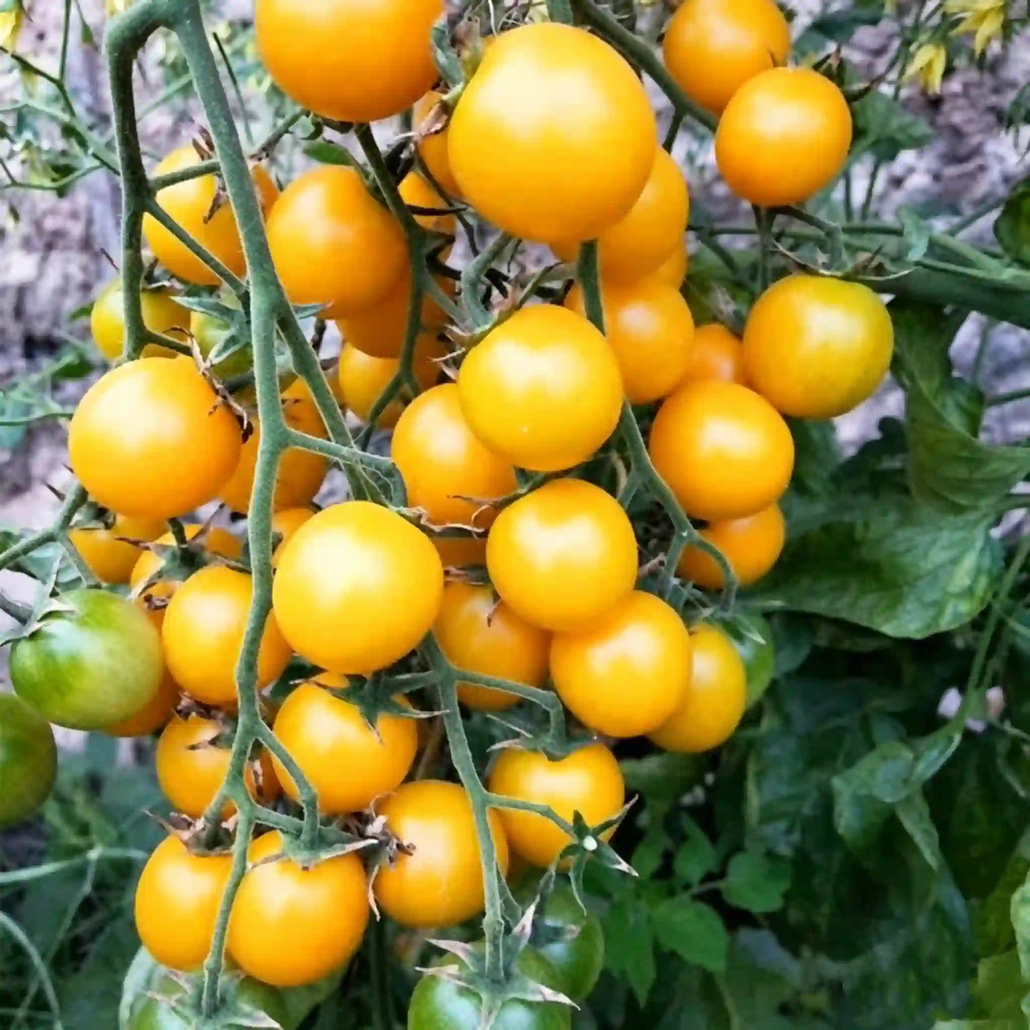 Potted Dwarf Tomato Seeds