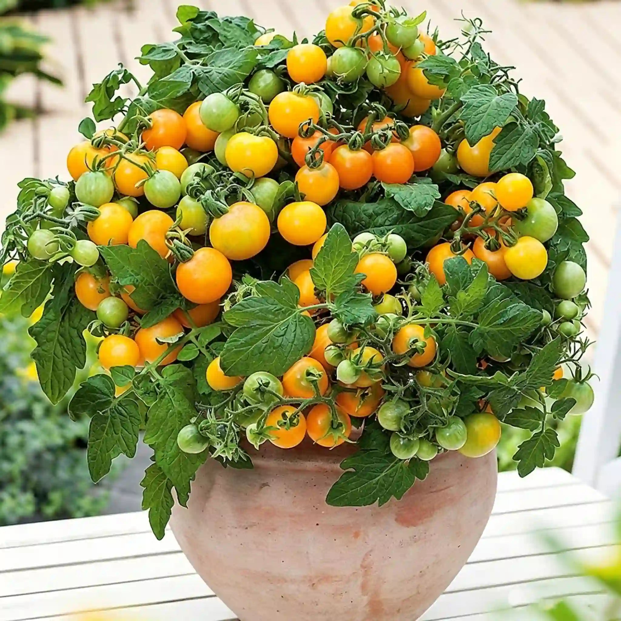 Potted Dwarf Tomato Seeds