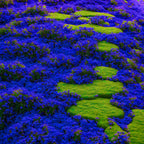 Creeping Thyme Seeds for Four Seasons