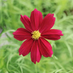 🌺Cosmos Seeds 511 Pcs, Mixed & Single Colors, for Garden & Patioshi
