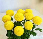 Colorful Ping Pong Chrysanthemum Seeds