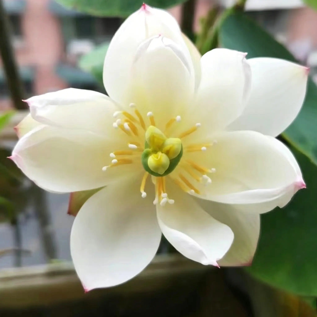 Mixed Color Bonsai Bowl Lotus Seeds for Ornamental Pond and Home Planting