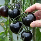 Potted Dwarf Tomato Seeds