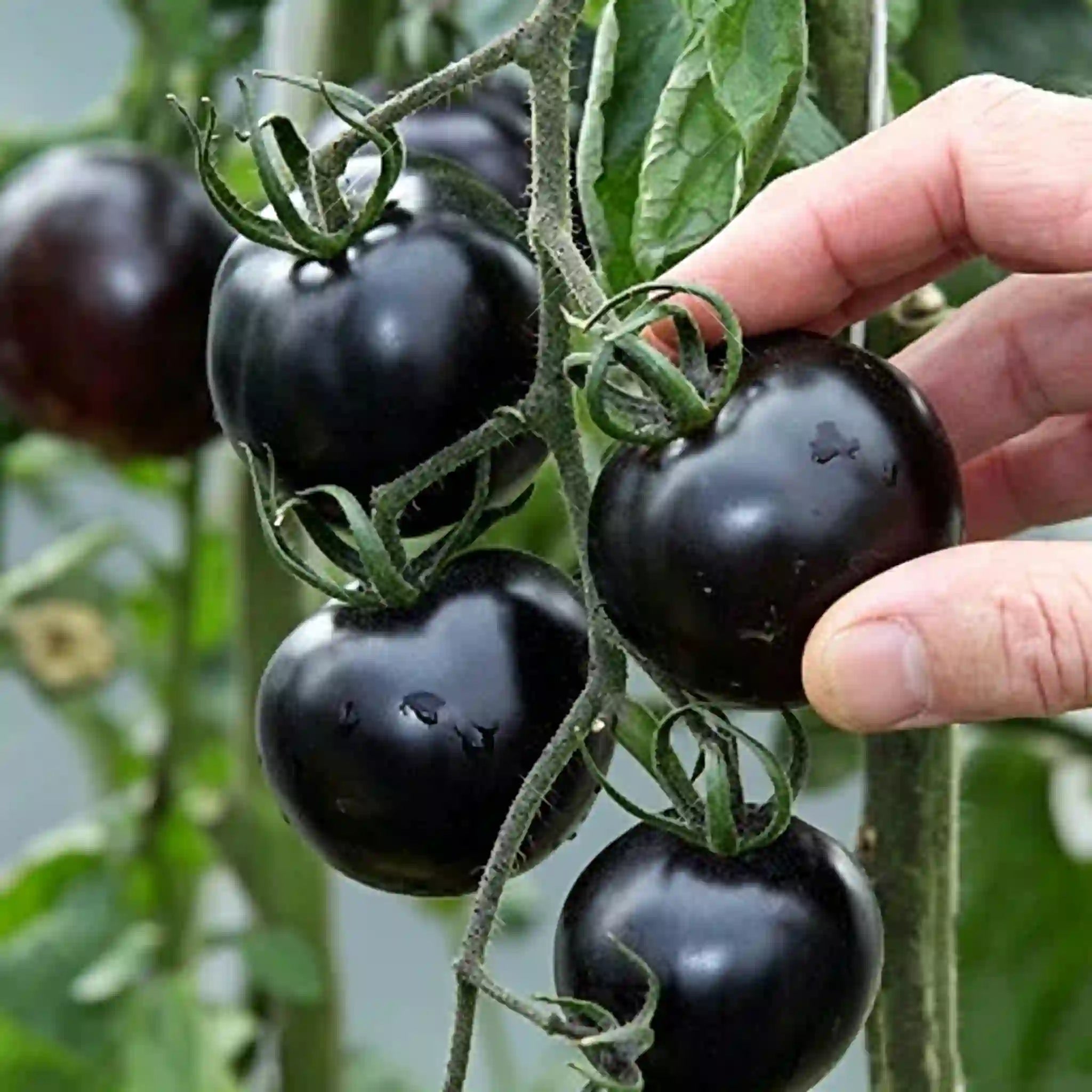 Potted Dwarf Tomato Seeds