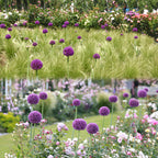 Allium Giganteum Ornamental Onion Flower