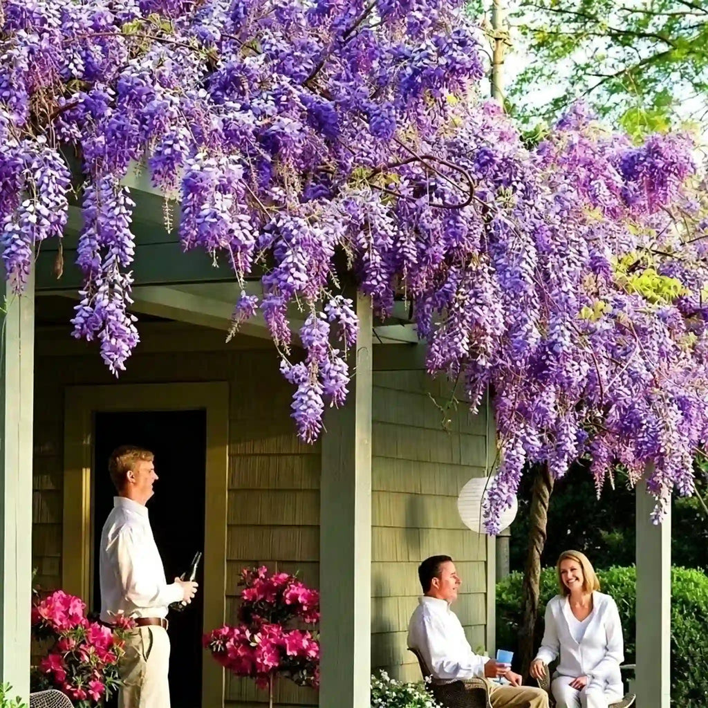 The Queen Of Flowers—Wisteria Flower Seeds