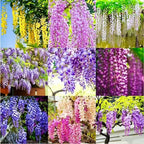 The Queen Of Flowers—Wisteria Flower Seeds