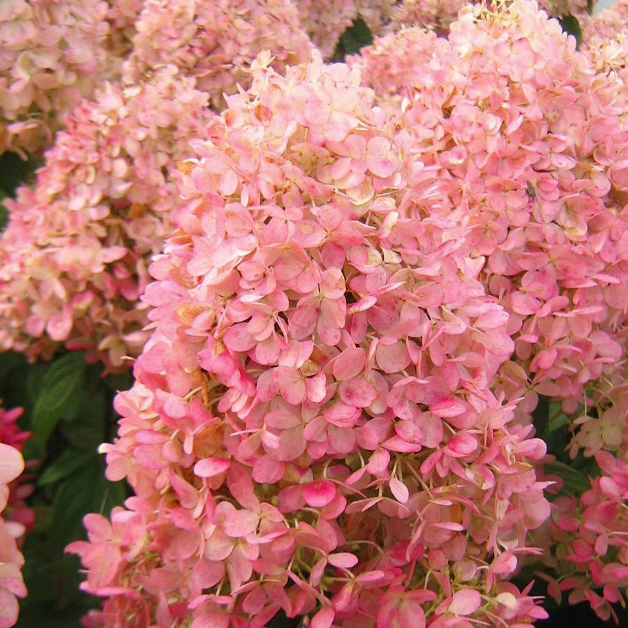 Panicle Hydrangea Flowers Seeds