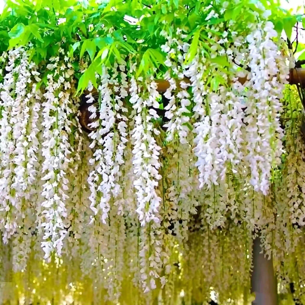 The Queen Of Flowers—Wisteria Flower Seeds