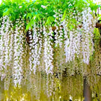 The Queen Of Flowers—Wisteria Flower Seeds