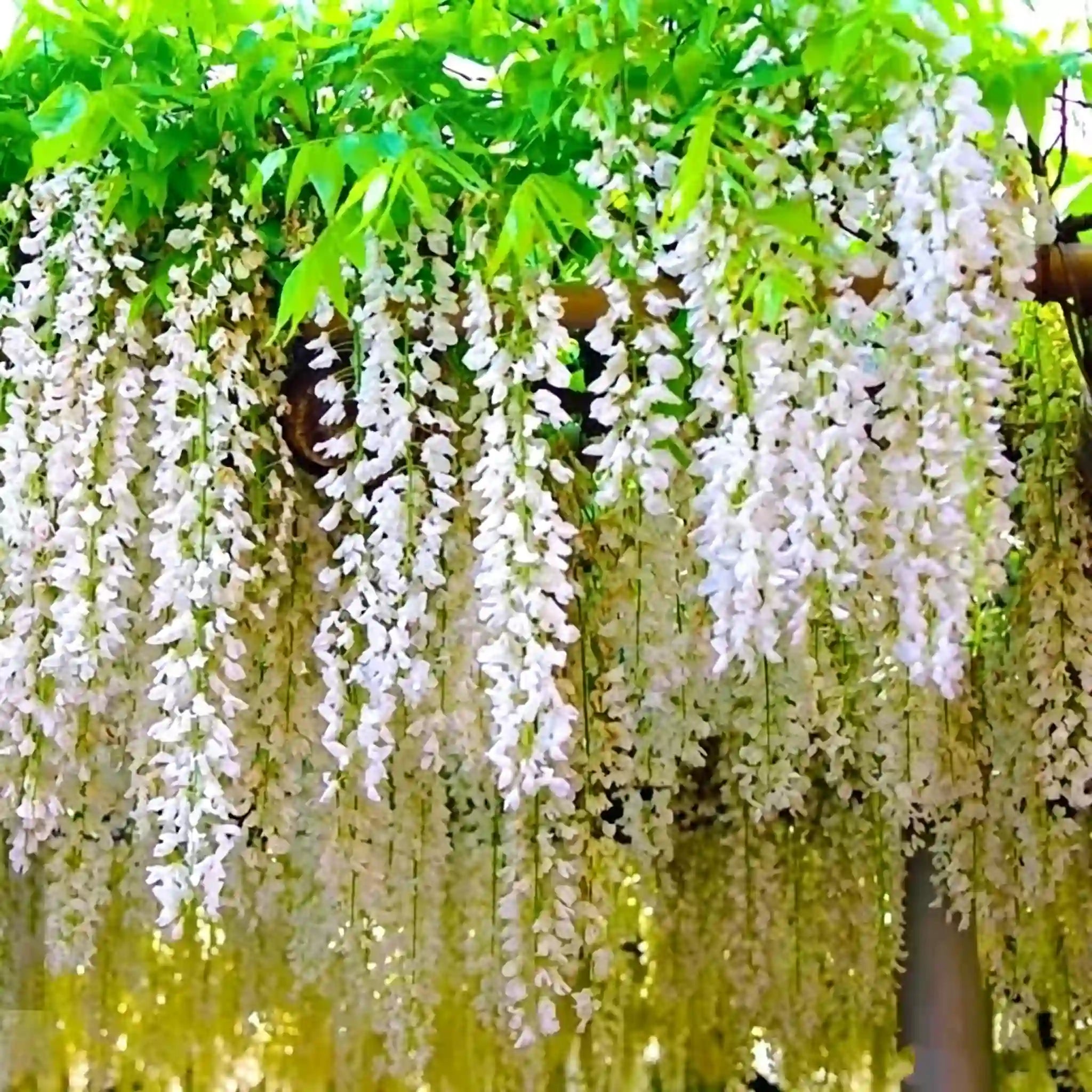 The Queen Of Flowers—Wisteria Flower Seeds