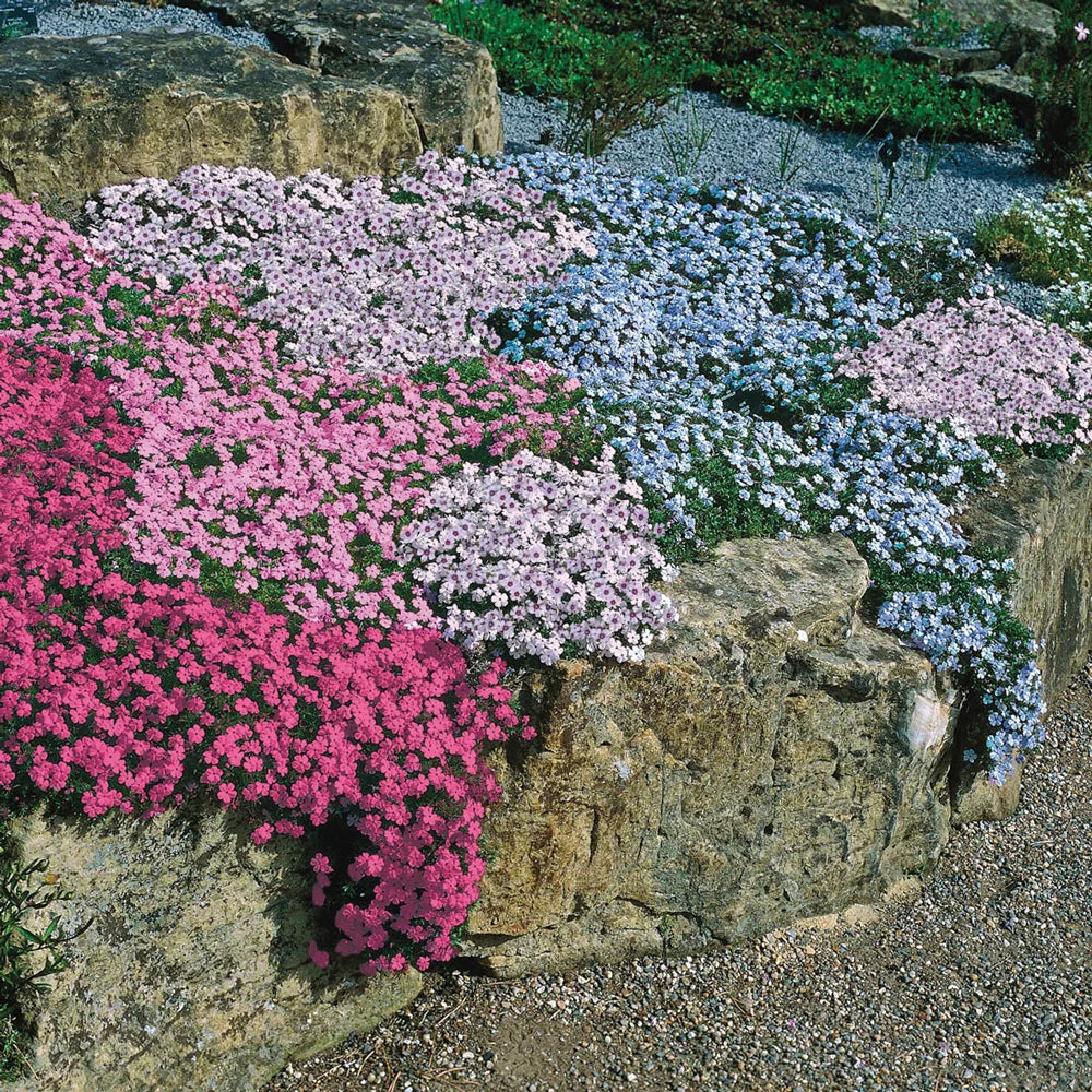 Creeping Phlox Homegrown Seeds