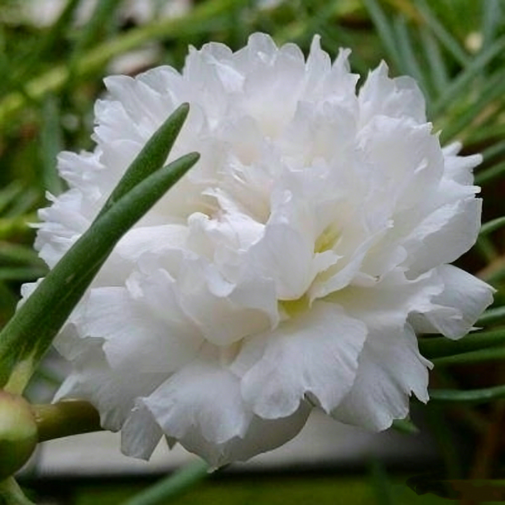 🌸 Double Flowered Moss Rose Seeds