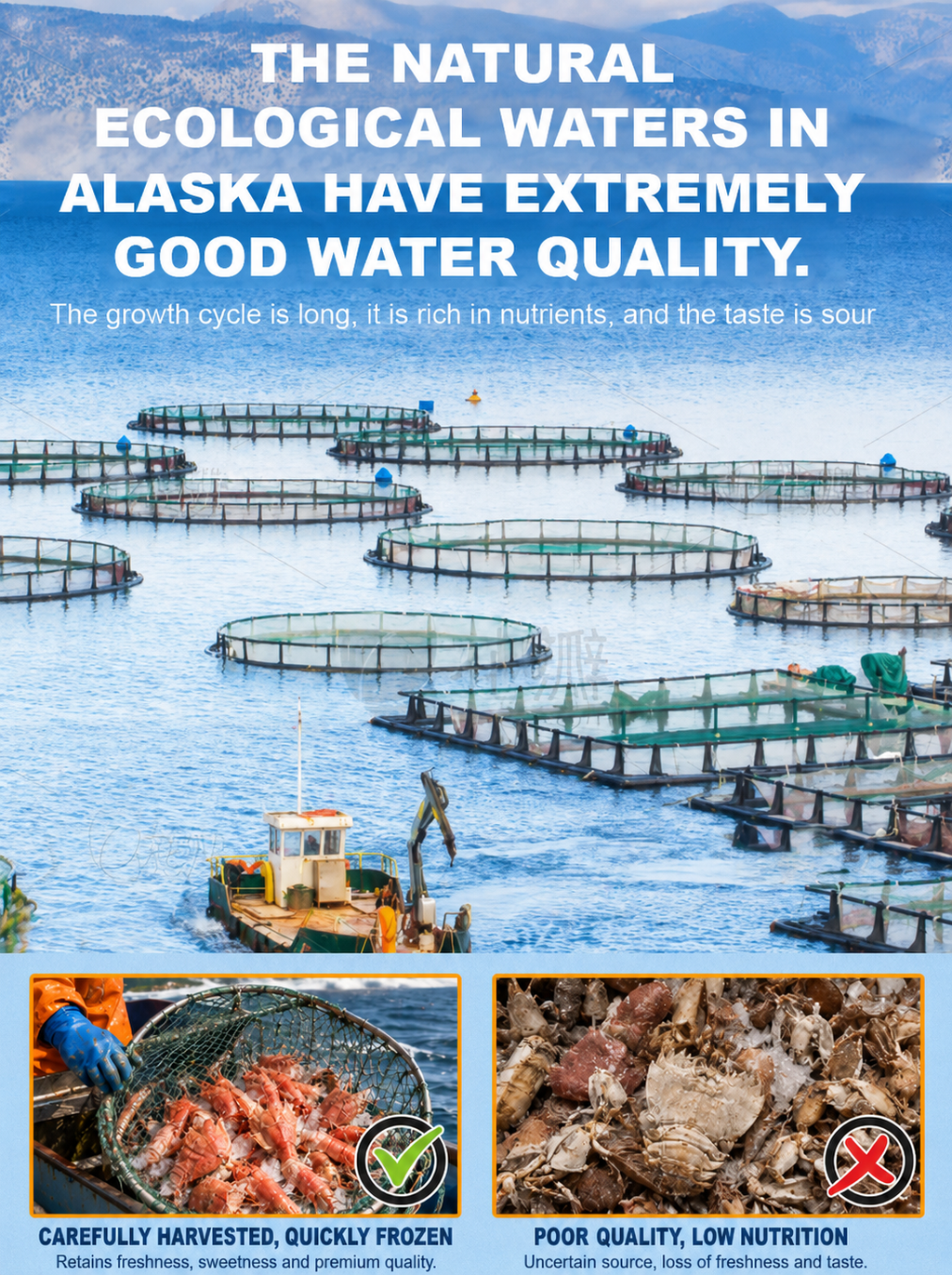 🦐Alaskan Mantis Shrimp - 🍺🍺Ready to Eat High-Protein Seafood Snack
