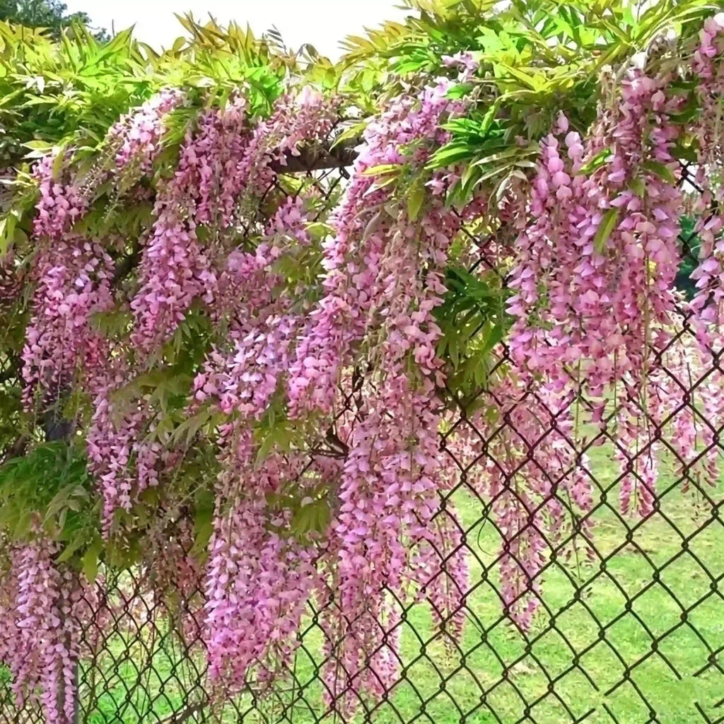 The Queen Of Flowers—Wisteria Flower Seeds