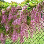 The Queen Of Flowers—Wisteria Flower Seeds