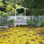 Creeping Thyme Seeds for Four Seasons