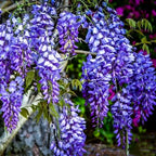 The Queen Of Flowers—Wisteria Flower Seeds