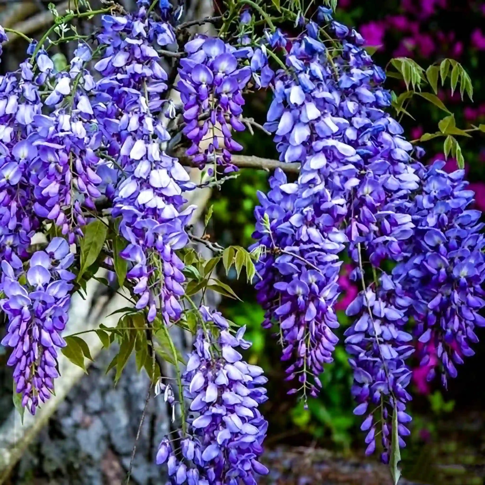 The Queen Of Flowers—Wisteria Flower Seeds