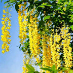 The Queen Of Flowers—Wisteria Flower Seeds