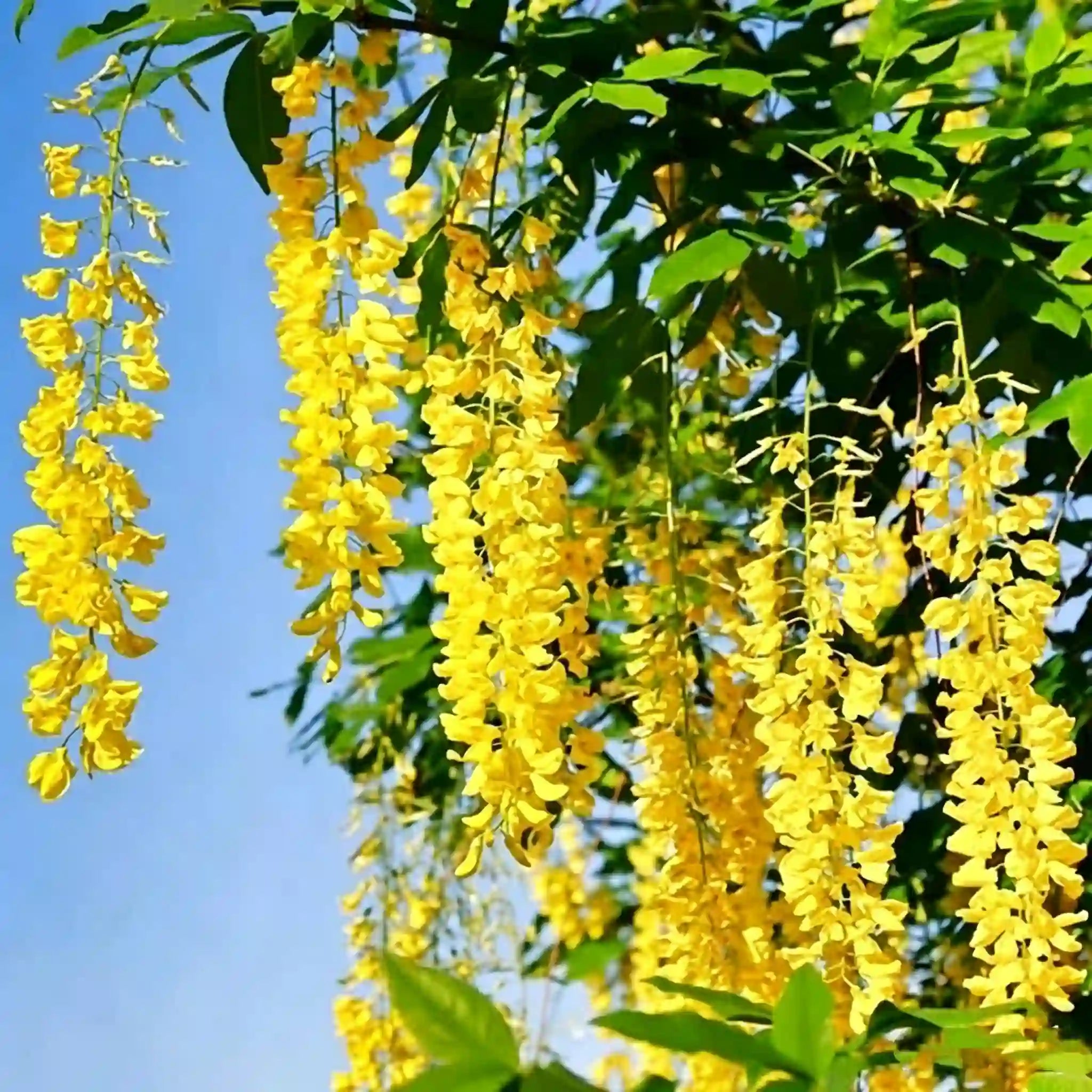 The Queen Of Flowers—Wisteria Flower Seeds