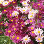 Pest Killer-Pyrethrum Daisy Seeds