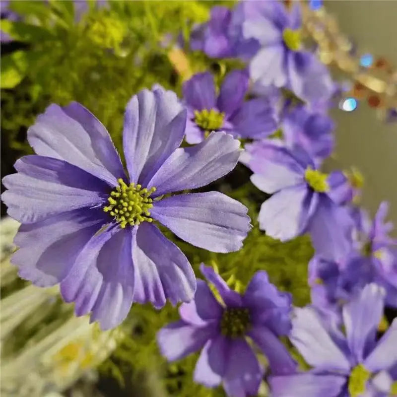 🌺Cosmos Seeds 511 Pcs, Mixed & Single Colors, for Garden & Patioshi