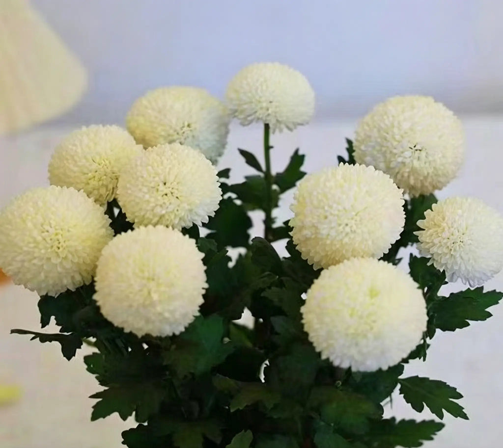 Colorful Ping Pong Chrysanthemum Seeds