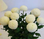 Colorful Ping Pong Chrysanthemum Seeds