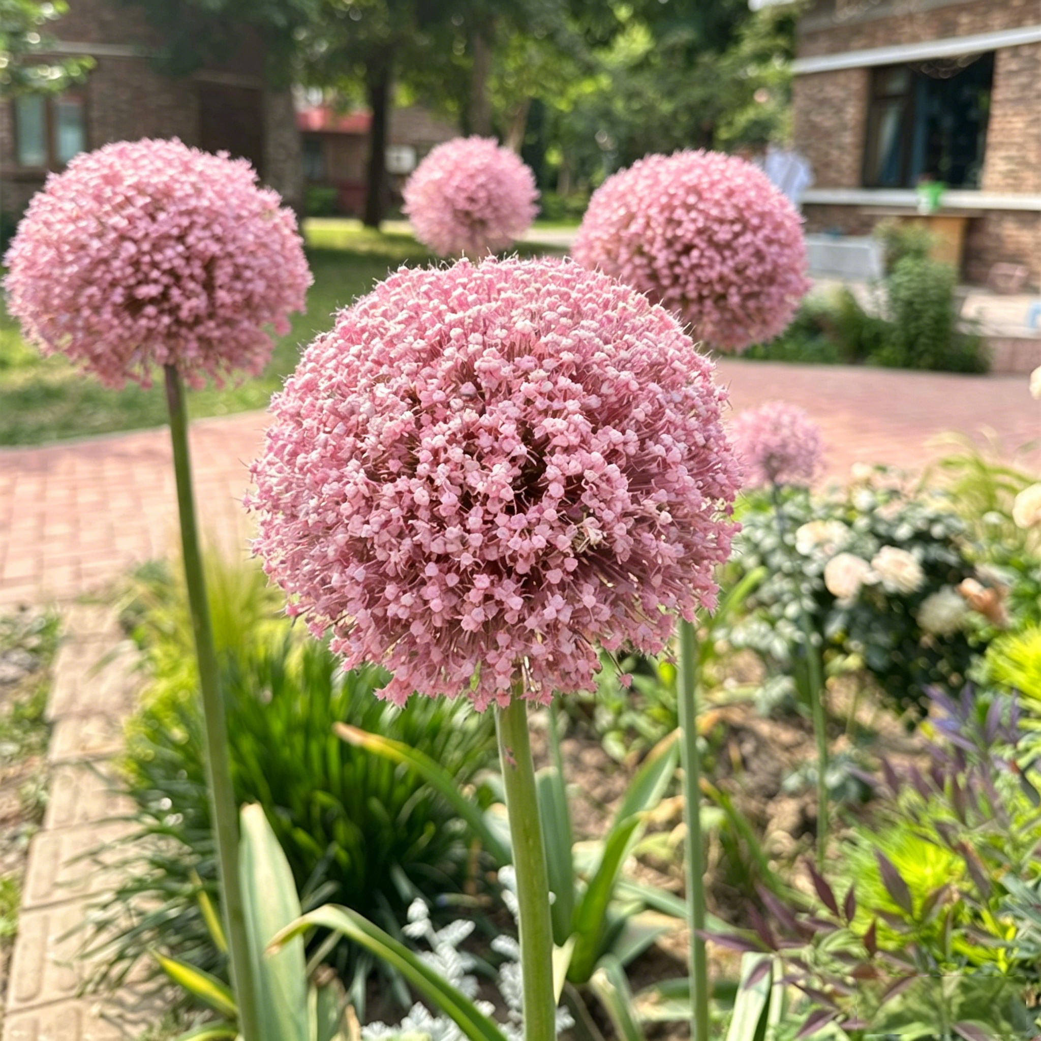 Allium Giganteum Ornamental Onion Flower