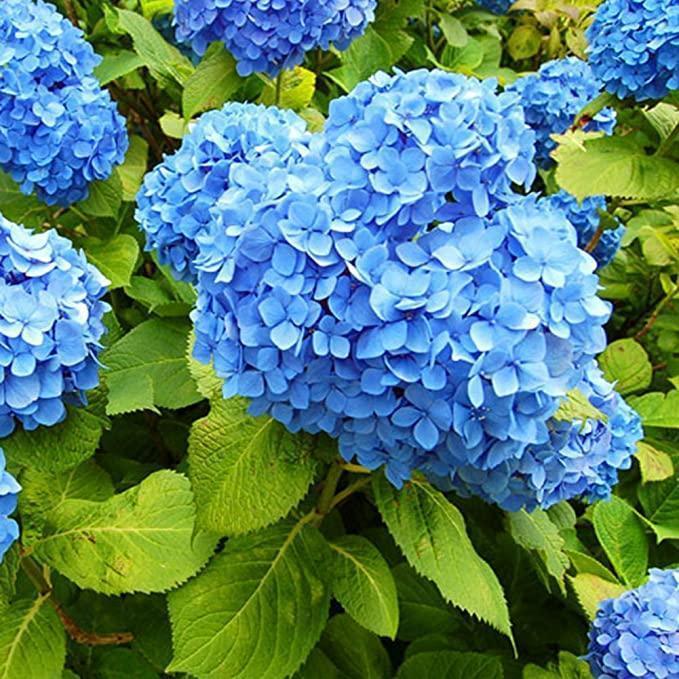 Hydrangea Seed - Unlock Nature's Beauty