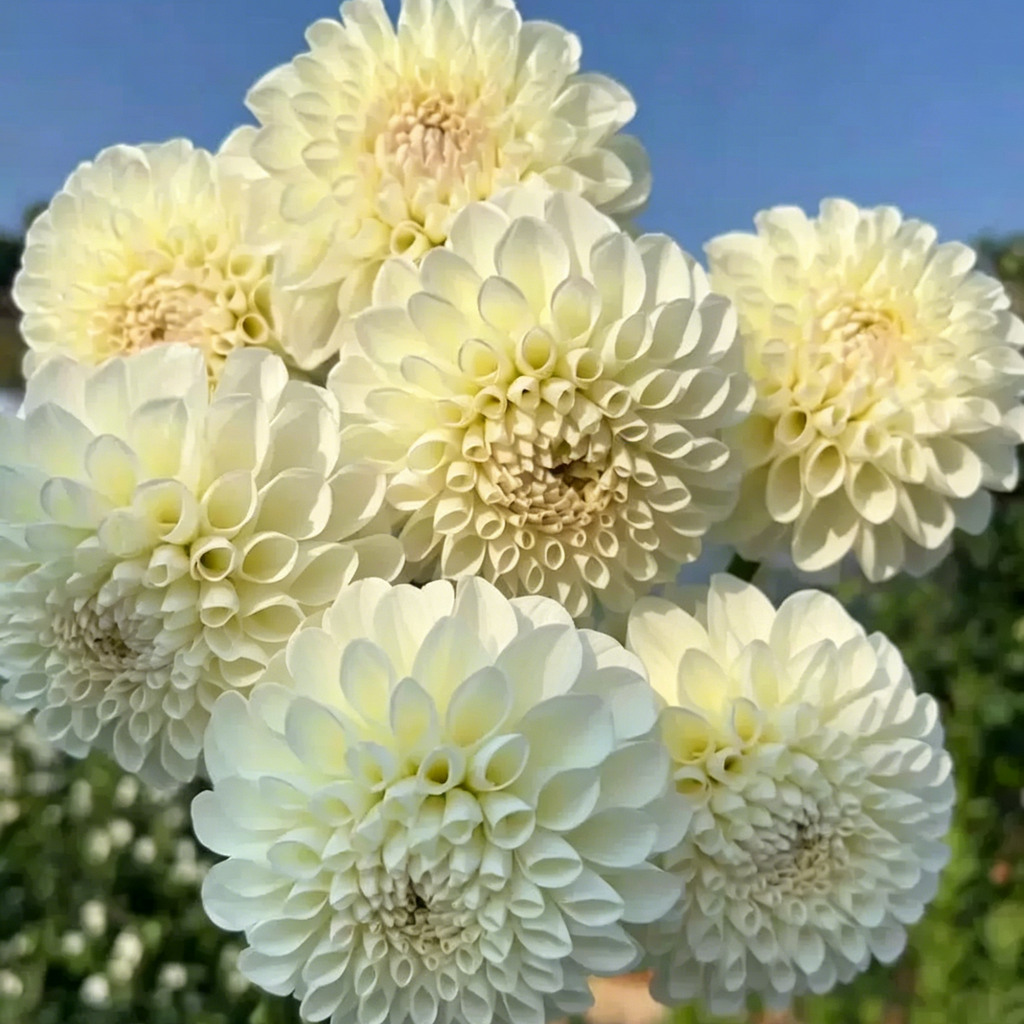 Mixture Dahlia Seeds