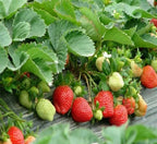 All-Year-Round Strawberry Seeds
