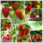 All-Year-Round Strawberry Seeds