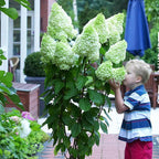 Panicle Hydrangea Flowers Seeds