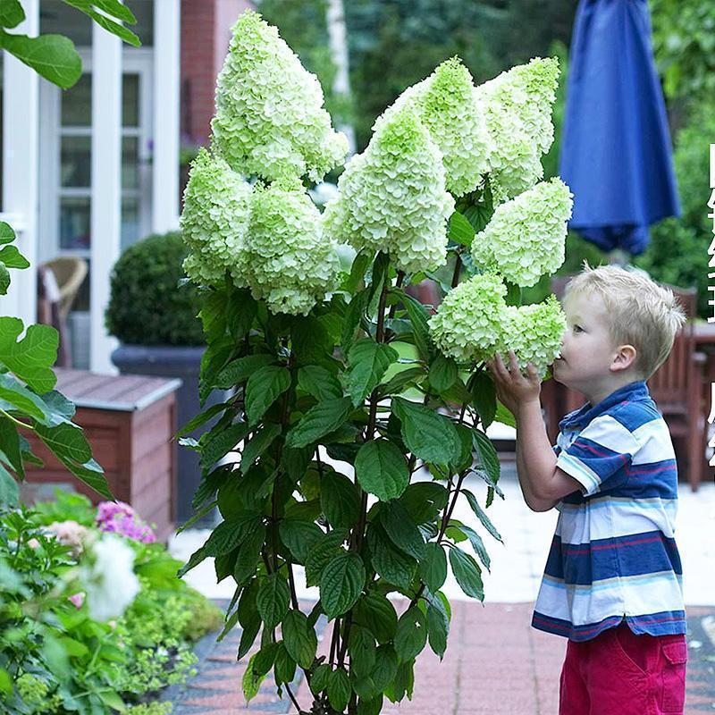 Panicle Hydrangea Flowers Seeds