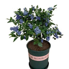 King of Berries - Giant Blueberry Fruit Seeds - Four Seasons Plants